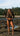 Noserider Cropped Rash Guard in Espresso Brown